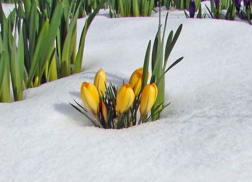fiorigialli-sulla-neve